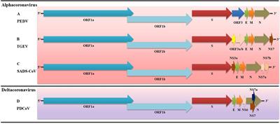 Modulation of Innate Antiviral Immune Response by Porcine Enteric <mark class="highlighted">Coronavirus</mark>